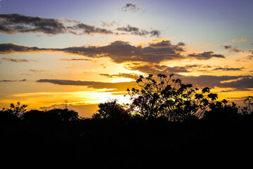 Nature, flowers and sun