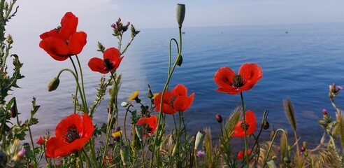 Obraz premium Bright red poppies on the background of the azure sea. Summer, vacation.