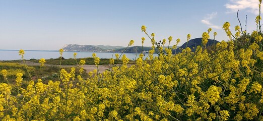 The view from the rapeseed field to the mountains and the sea on a clear, sunny day. Coast,...