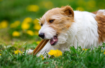 Healthy cute happy pet dog puppy chewing, eating snack treat, cleaning plaque from his teeth