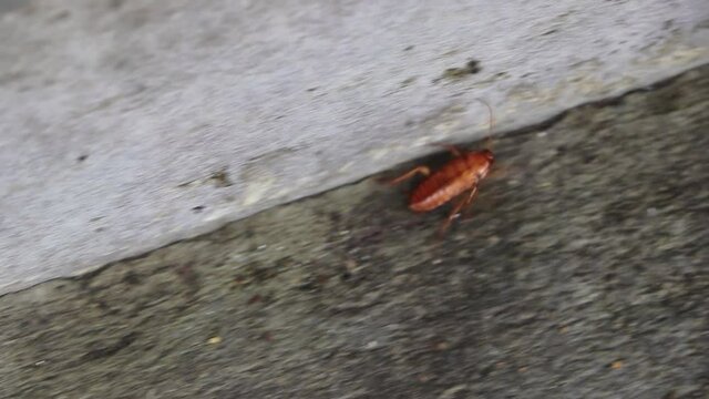 Cockroach beetle insect crawling on the ground in Thailand.