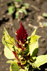 red and yellow flowers