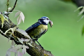 Eine Blaumeise mit einer Raupe für ihren Nachwuchs im Schnabel