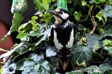 Ein nasses Buntspecht-Männchen in Nahaufnahme