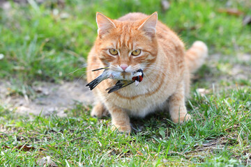 The domestic red cat caught the bird and holds it in its mouth
