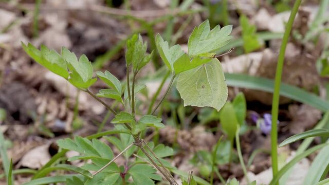 Female Brimstone Resting Under a Leaf Camouflaged.