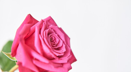 Bud of pink rose on white background. Selective focus