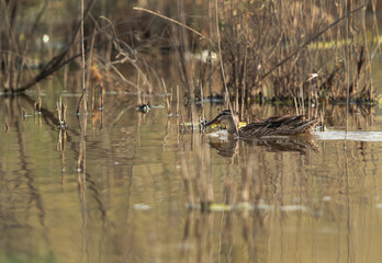 Garganey swimming at Asker marsh, Bahrain