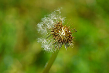 gros plan d'une fourmi posée sur une fleur de pissenlit détruite par le vent avec ses graines partiellement crochées