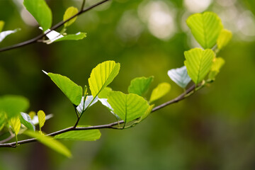 Frühling Ast Zweig Trieb Baum Blätter Blatt transparent grün hellgrün Licht Sonne ausschlagen...