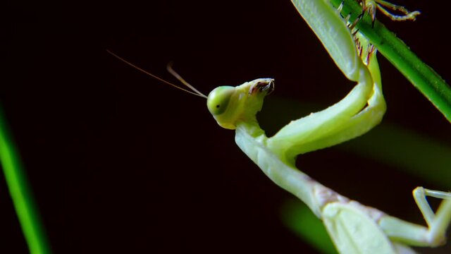 A female praying mantis during a night hunt, a soft close-up shot of a Vietnamese praying mantis hanging from a stalk of green grass preparing to attack its prey.