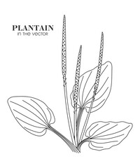 PLANTAIN BUSH ON A WHITE BACKGROUND IN VECTOR