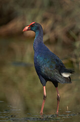 Portrait of a Grey-headed Swamphen at Asker Marsh, Bahrain
