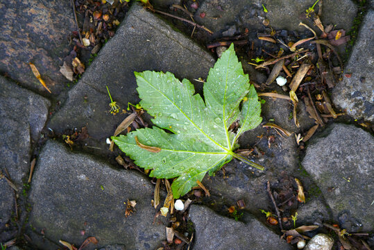 Green tree leaf with rain drops laying on paving stones. Photo taken May 25th, 2021, Zurich, Switzerland.