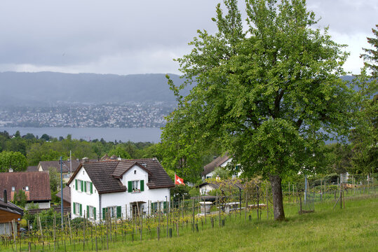 View from Zurich Witikon to city and  lake Zurich and the Swiss alps. Photo taken May 25th, 2021, Zurich, Switzerland.