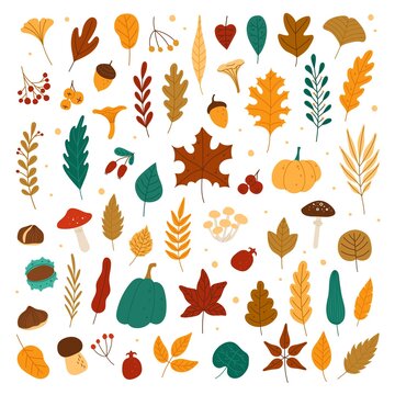 Autumn elements. Leaves, acorns, chestnuts, berries, pumpkins, mushrooms. Fall forest foliage and autumnal elements hand drawn vector set. Colorful dried fallen plants, organic herbarium