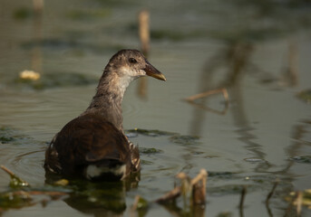 Juvenile Common Moorhen at Asker marsh, Bahrain