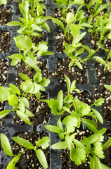Close up picture of coriander seedlings, selective focus.