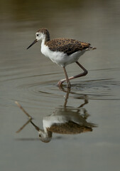 Juvenile Black-winged Stilt and reflection on water at Asker marsh