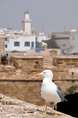 Gaviota en las viejas murallas de la ciudad de Esauira, en la costa atl&aacute;ntica Marruecos