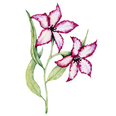 Anemone flower, red bud. Hand watercolor illustration isolated on white background. Design for wedding printed matter, invitation, congratulations, clipart, postcard, birthday