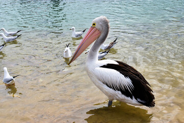 Fototapeta na wymiar Pelican in San Remo, Victoria, Australia