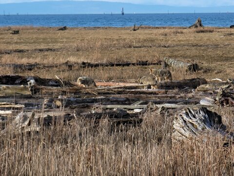 Wild Coyote In Terra Nova