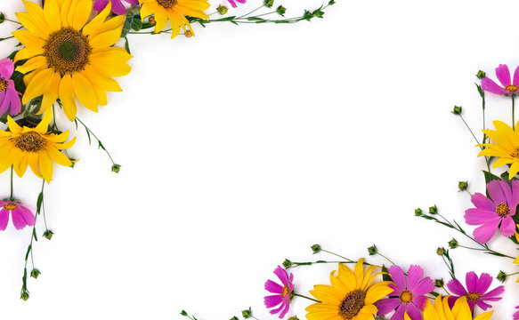 Frame of flowers of sunflowers, pink flowers cosmos and capsule with seed flax on white background with space for text. Top view, flat lay
