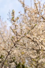 Spring blackthorn flower