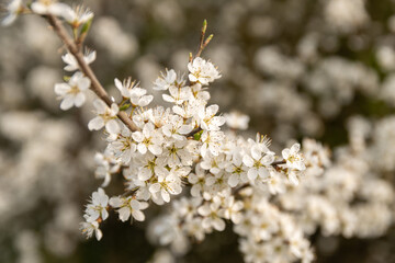 Spring blackthorn flower close up