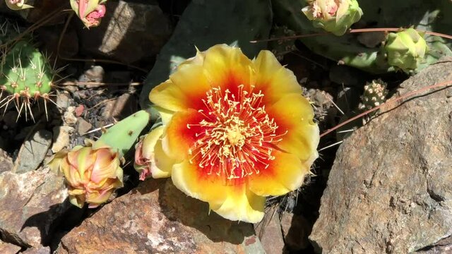 4K HD video zooming in from above on one beautiful orange and yellow Prickly Pear cacti flower 
