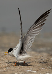 Juvenile Little Tern stretching its wings at Asker marsh, Bahrain