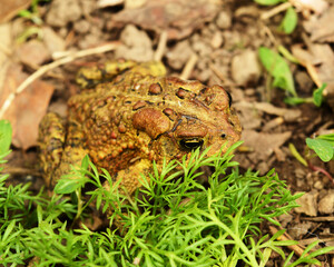 An American Toad
