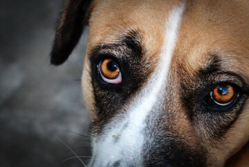Portrait of a cute dog with beautiful eyes.
