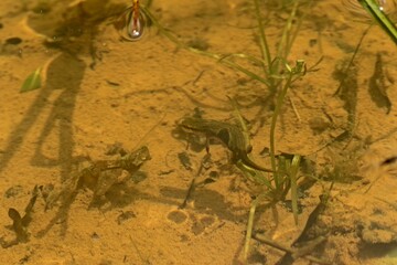 Weiblicher Teichmolch (Lissotriton vulgaris) bei der Eiablage