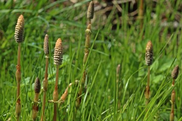 Sumpf-Schachtelhalm oder Duwock (Equisetum palustre)