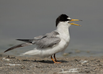 Juvenile Little Tern at Asker marsh, Bahrain