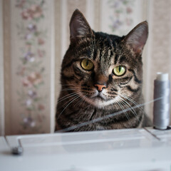 tabby domestic cat