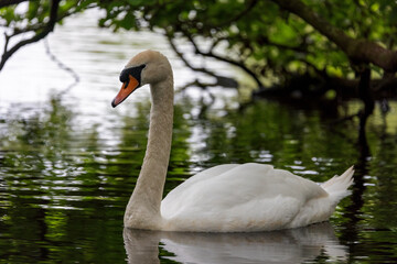 A female swan swims alone on a lake