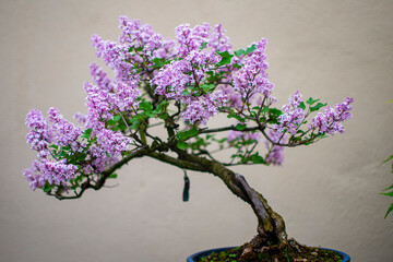 Bonsai en Nueva York