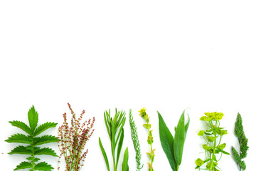 plant isolated on white background. Wild flowers minimalism frame border. Botanical background, place for text