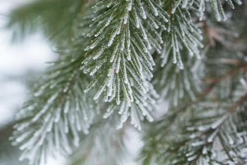 Pine in the snow