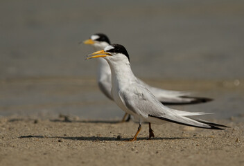 A pair of  Saunders’s tern at Busiateen coast, Bahrain