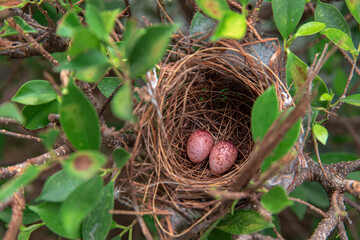 Thailand, Absence, Animal, Animal Egg, Animal Nest