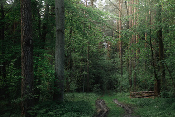 path in the woods © Sieku Photo