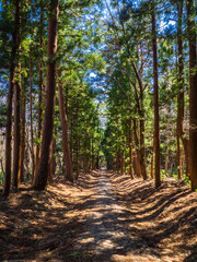 Cobblestone road approaching a shrine in coniferous forest (Hanitsu shrine, Inawashiro, Fukushima, Japan)