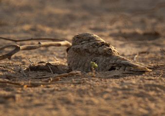 Egyptian Nightjar perched on ground, Bahrain