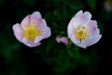 Delicate purple white flowers among green leaves