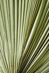 Dry palm leaf texture close up. Plant backgraund.Poster
