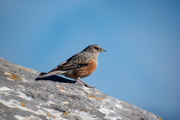 Alpine Accentor